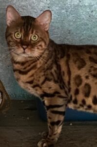 Bear the Bengal Cat Stud