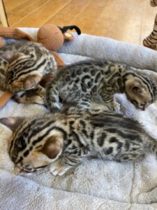 Two Bengal Kittens