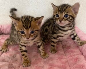 Adorable Bengal Kittens